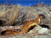 A Weasel as suggested by Mary Hamm